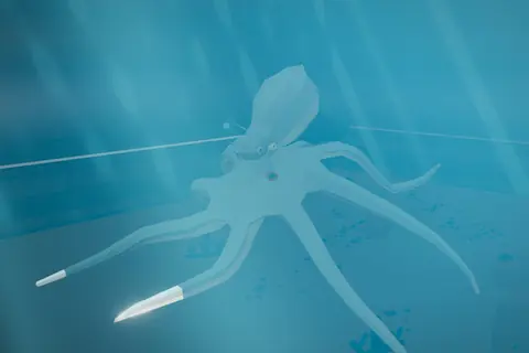 Reef Octopus in Pelagia Deep.