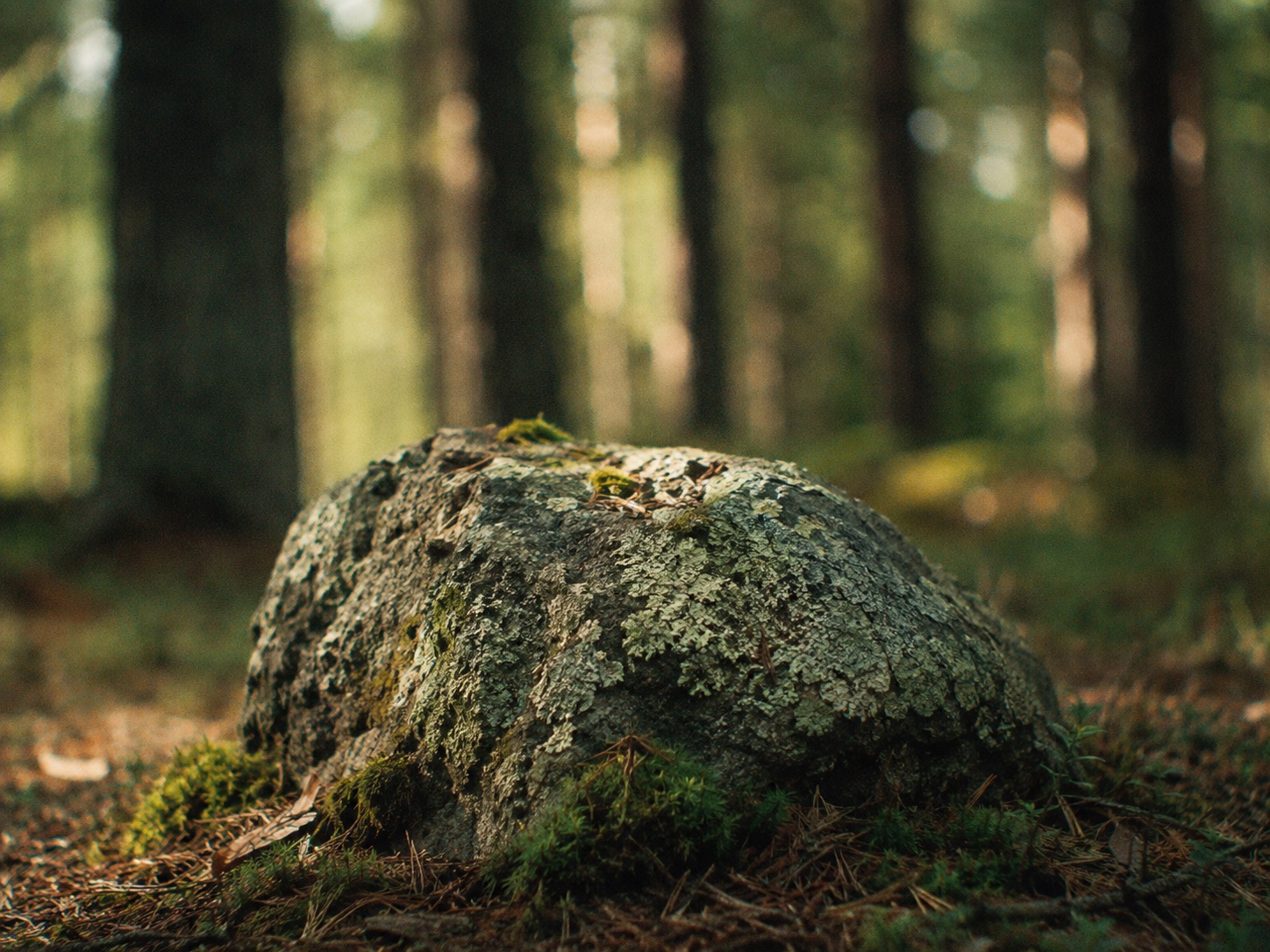 Generated image of a mossy rock in a forest, rendered with shallow depth of field and vintage film-like lens character